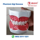 Phantom GIGI DEWASA Peraga Kesehatan Alat Kedokteran Gigi 1