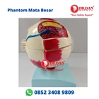 Anatomi Model BOLA MATA BESAR Alat Peraga Phantom Manekin Torso Mata 2