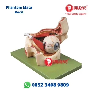Phantom Model MATA KECIL Alat Peraga Pendidikan dan Kesehatan