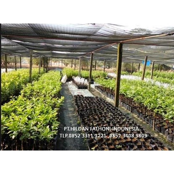  Paranet Tanaman merk Surya 65% Pertanian Surabaya