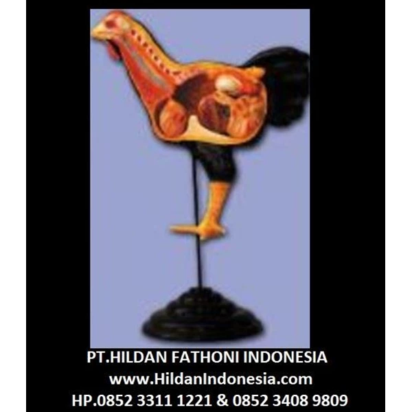  Alat Peraga Biologi APP-01 Anatomi Torso Ayam 