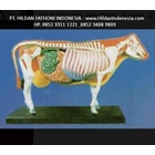 APP 09 Anatomy Teaching Aids Cow Body - Cow Torso 2