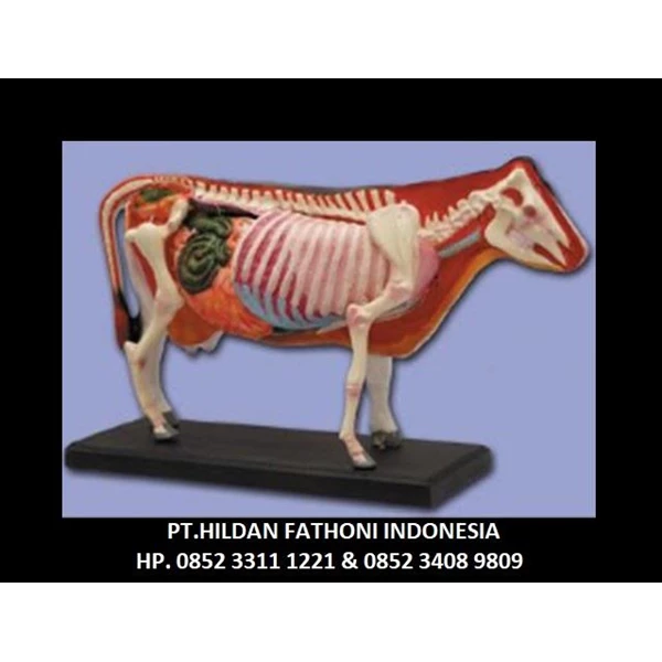 APP 09 Anatomy Teaching Aids Cow Body - Cow Torso