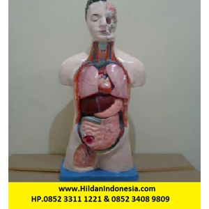 Torso Alat Peraga Organ Dalam Half Body - Setengah Badan