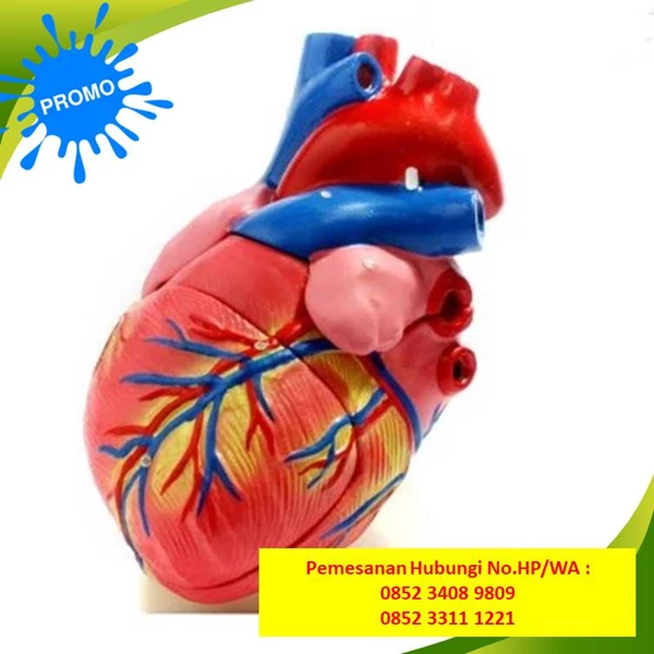 TERBAIK!!  Manikin Kesehatan CPR di Pakal Surabaya