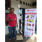 AWET!! Toko Boneka Phantom Alat Peraga Kedokteran Gayamsari Semarang 1