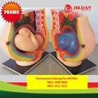 BEST!! Prices for CPR Health Manikin Phantom Dolls in Naioni 1